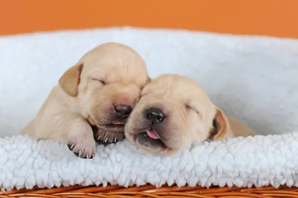 Labrador Retriever Amarelo Cachorros Dias Dormindo Lado Outro — Fotografia de Stock