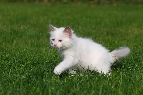 Ragdoll Kotě Bílá Týdnů Běhání Louce — Stock fotografie
