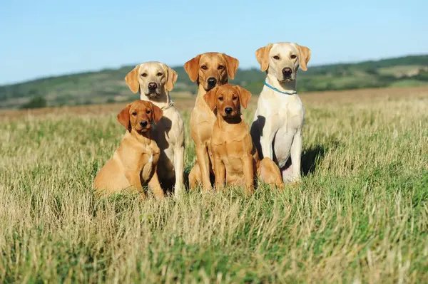 Labrador Retriever, yellow, dog family sits in meadow, Austria, Europe