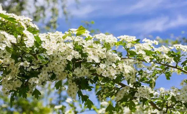 stock image Flowers from Hawthorn (Crataegus), close up