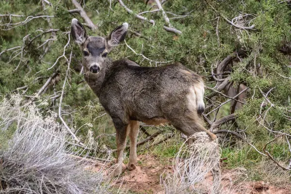 Mule Deer Odocoileus Hemionus Young Animal Walking Bushes Usa North — Stock Photo, Image