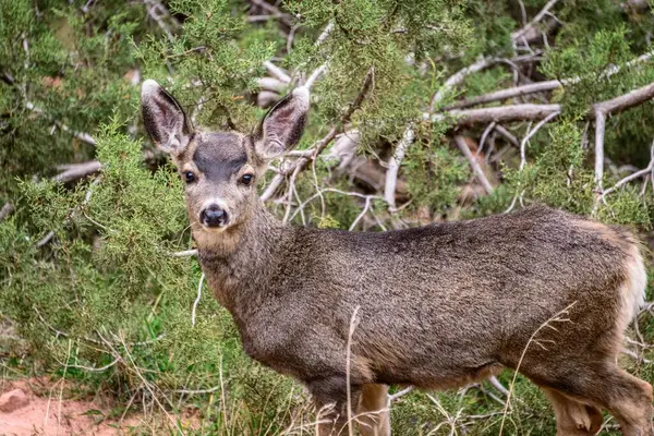 Mule Deer Odocoileus Hemionus Undergrowth Usa North America — Stock Photo, Image