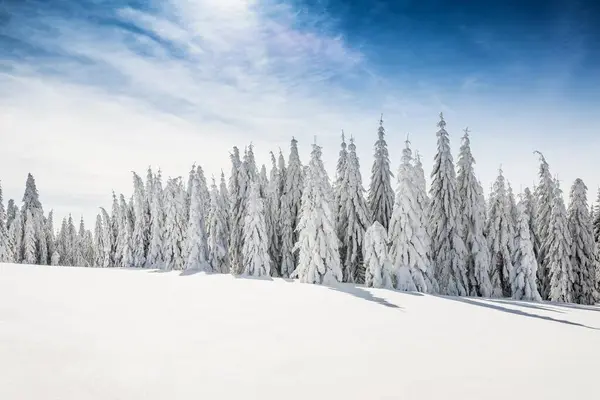 Snow Covered Spruces Picea Winter Feldberg Black Forest — Stock Photo, Image
