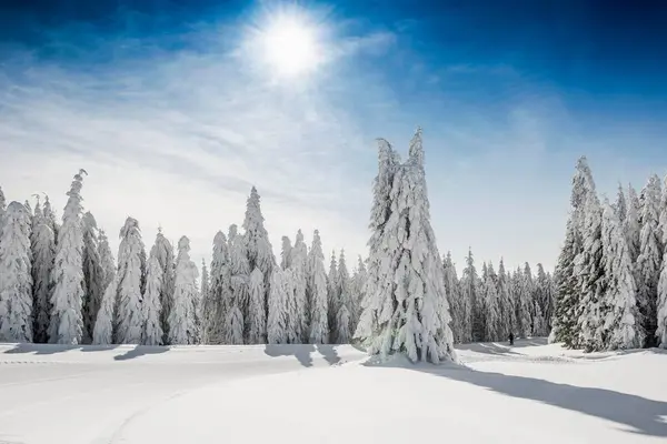 Snow Covered Spruces Picea Winter Feldberg Black Forest — Stock Photo, Image