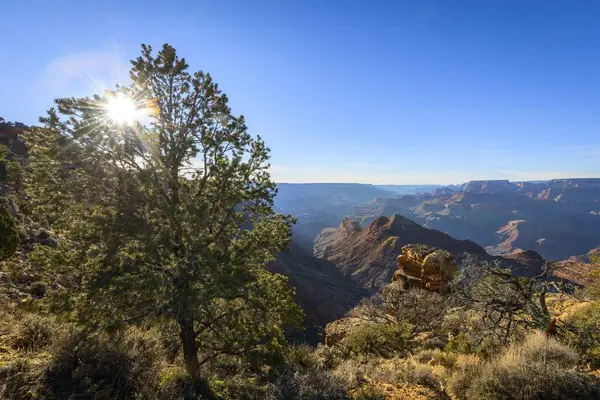 Sonne Sonnenstern Der Durch Einen Nadelbaum Rande Des Grand Canyon — Stockfoto