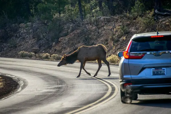 Car Brakes Road American Elk Cervus Canadensis Crosses Road Front — Stock Photo, Image