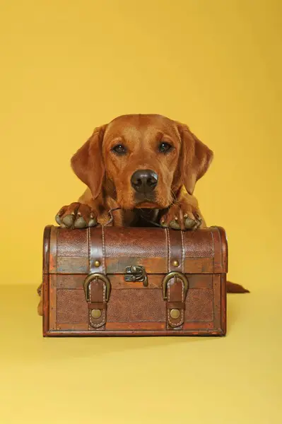 Labrador Retriever Yellow Female Lies Head Suitcase — Stock Photo, Image