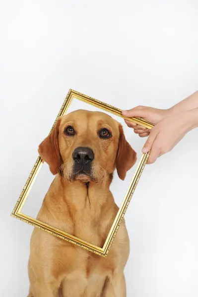 Labrador Retriever Yellow Looking Picture Frame — Stock Photo, Image
