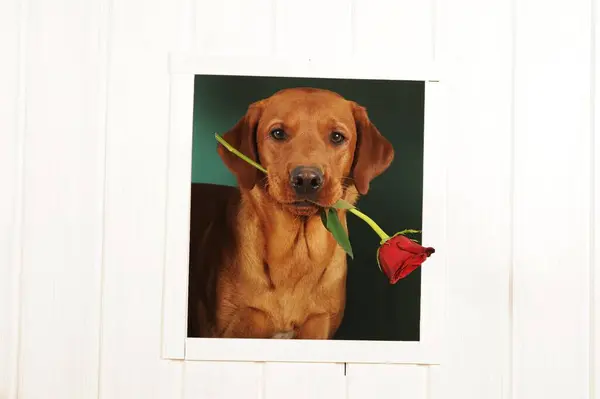 Labrador Retriever Yellow Male Looks Window Holds Rose Mouth — Stock Photo, Image