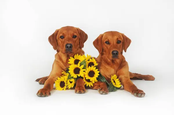 Labrador Retriever Sarı Genç Köpekler Ayçiçekleriyle Yan Yana Yatıyorlar — Stok fotoğraf
