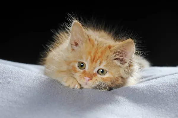Mały Kot Domowy Długowłosy Makrela Czerwona Tygodni Portret Leżący Kocu — Zdjęcie stockowe