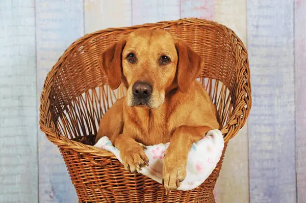 Labrador Retriever Yellow Lies Dog Basket — Stock Photo, Image