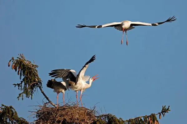 Vita Storkar Ciconia Ciconia Djurpar Boet Ett Träd Stork Flyger — Stockfoto