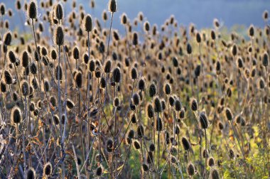 Faded Wild teasels (Dipsacus fullonum) in backlight clipart