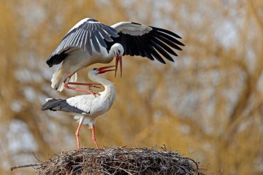 Two White storks (Ciconia ciconia) copulate on their nest, Germany, Europe clipart