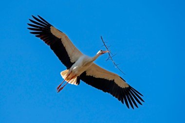 White stork (Ciconia ciconia) flies with nesting material clipart
