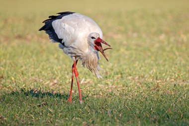 White stork (Ciconia ciconia) foraging in a meadow, captures earthworm clipart