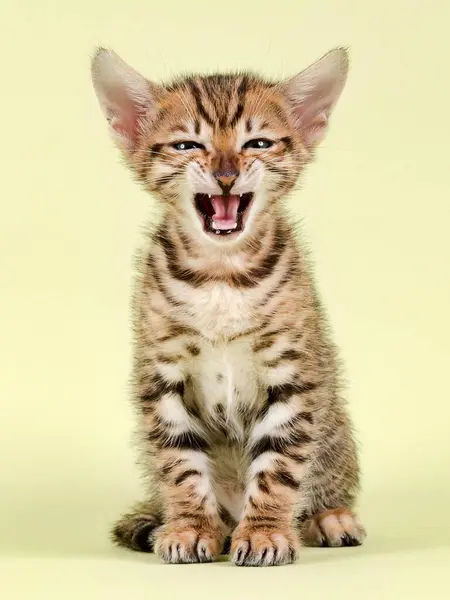 Breedcat Toyger Felis Silvestris Catus Weken Bruine Zwarte Makreel — Stockfoto