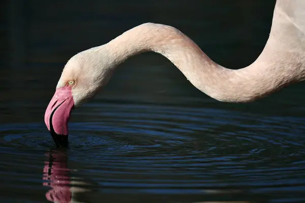 Greater Flamingo Phoenicopterus Ruber Roseus Food Search Water — Stock Photo, Image