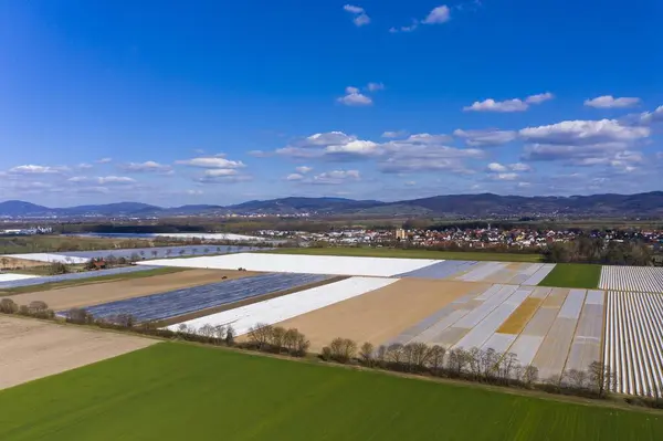 Выращивание Спаржи Спаржи Покрытые Белым Брезентом — стоковое фото