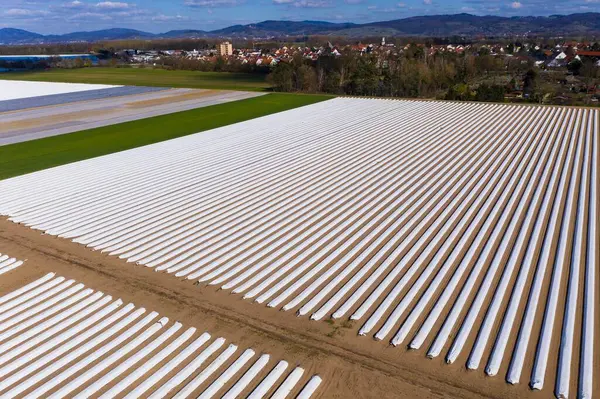 Выращивание Спаржи Спаржи Покрытые Белым Брезентом — стоковое фото