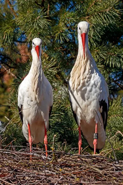 Two White Storks Ciconia Ciconia Pair Standing Side Side Nest — Stock Photo, Image