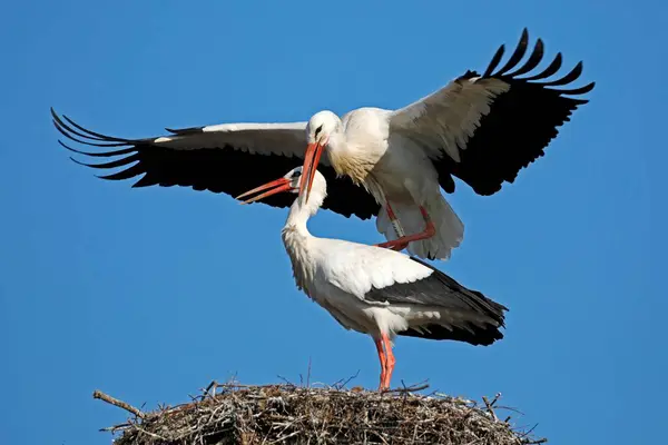 Two White Storks Ciconia Ciconia Copulate Nest — Stock Photo, Image