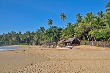 Coconut Palms (Cocos nucifera) and a beach in Tangalle, Sri Lanka, Ceylon, Asia clipart