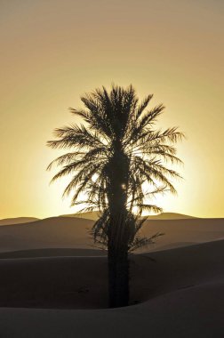 Palm with backlighting at sunset, desert, sand dune of Erg Chebbi, Morocco, Africa clipart