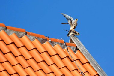 Common kestrels (Falco tinnunculus), pairing on tiled roof, Schleswig-Holstein, Germany, Europe clipart