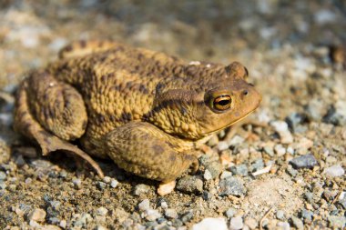 Common toad (Bufo bufo) on ground, Styria, Austria, Europe clipart