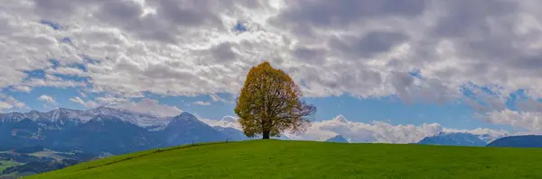 Linden Tree Tilia Autumn Colouring Solitary Tree Wittelsbacher Hoehe Panoramic — Stock Photo, Image