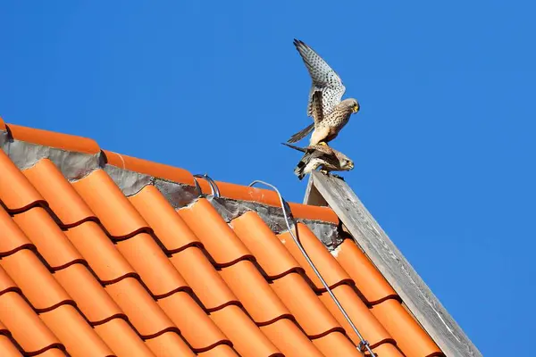 Common Kestrels Falco Tinnunculus Pairing Tiled Roof Schleswig Holstein Germany — Stock Photo, Image