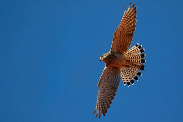 Common Common Kestrel Falco Tinnunculus Gliding Blue Sky Schleswig Holstein — Stock Photo, Image