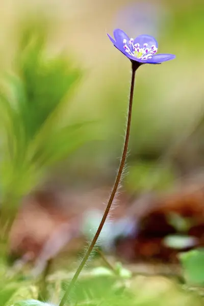 Flowering Liverwort Hepatica Nobilis Styria Austria Europe — Stock Photo, Image