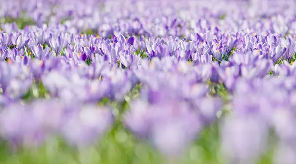 Sea Flowers Purple Woodland Crocus Crocus Tommasinianus Lower Austria Austria — Stock Photo, Image