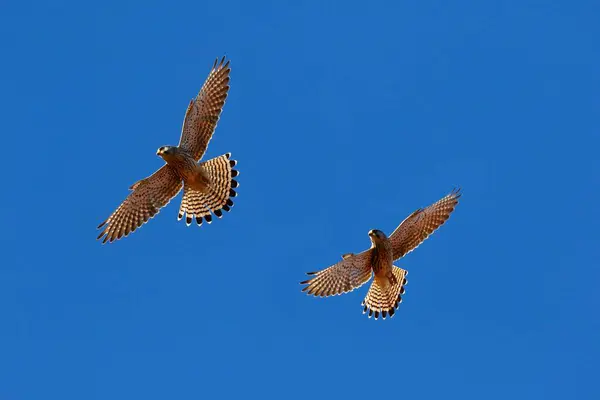 Two Common Kestrels Falco Tinnunculus Gliding Blue Sky Schleswig Holstein — Stock Photo, Image