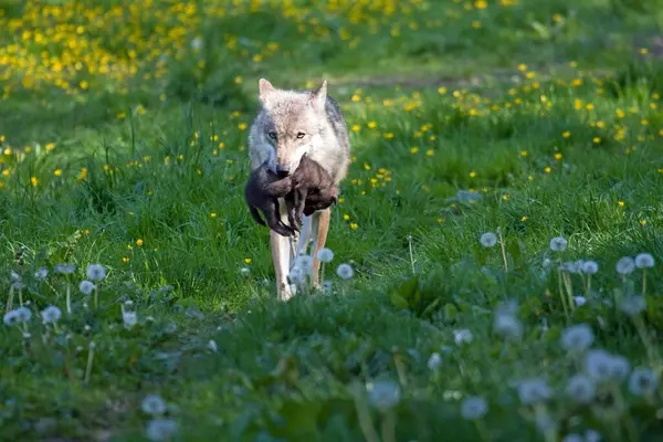 口に若い動物とグレイオオカミ カナスルプス ヘッセン ドイツ ヨーロッパ — ストック写真