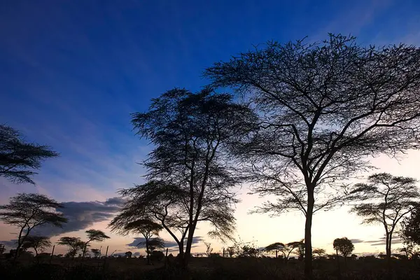 Acacia Forest Dawn Turmi Region Southern Ethiopia Ethiopia Africa — Stock Photo, Image