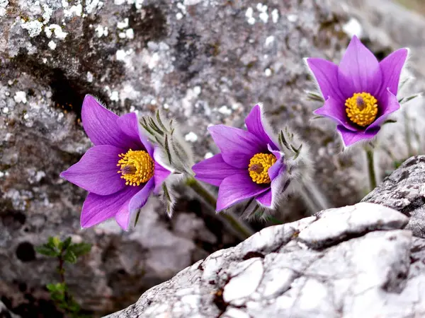 Pasque Flower Pulsatilla Vulgaris Xer Mellan Stenar Roethelstein Almenland Steiermark — Stockfoto