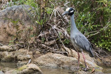 Yellow-crowned night heron (Nyctanassa violacea) stands on stone by the water, Parque Guanayara, Cuba, Central America clipart