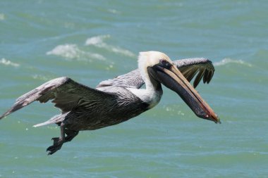 Brown Pelican (Pelecanus occidentalis), flies over water, Rio Lagartos, Yucatan, Mexico, Central America clipart