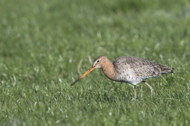 Black-tailed godwit (Limosa limosa) runs on a meadow, East Frisia, Niedersachsen, Germany, Europe clipart