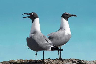 Two Laughing gulls (Larus atricilla), animal couple, Cayo Santa Maria, Cuba, Central America clipart