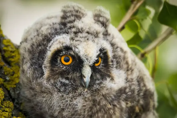 Long Eared Owl Asio Otus Juvenile Portrait Burgenland Austria Europe — Stock Photo, Image