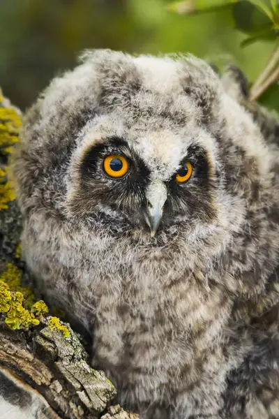 Long Ear Owl Asio Otus Juvenile Portrait Burgenland Austria Europe — стоковое фото