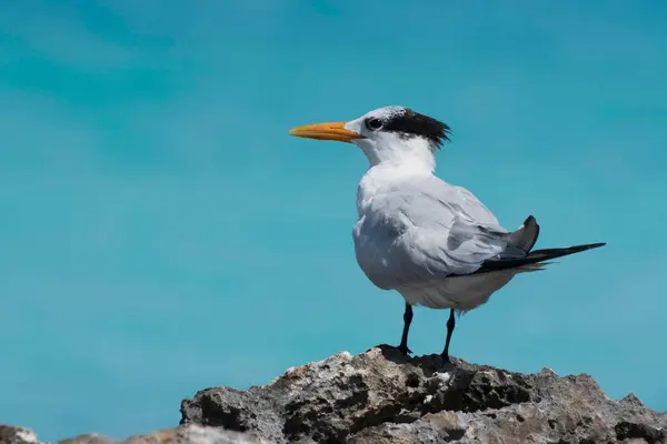 Royal Tern Sterna Maxima Stands Rock Cayo Santa Maria Cuba — Stock Photo, Image