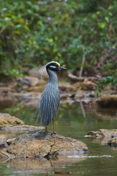 stock image Yellow-crowned night heron (Nyctanassa violacea) stands on stone by the water, Parque Guanayara, Cuba, Central America