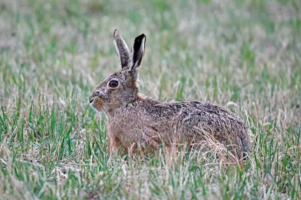 European Hare Lepus Europaeus Sits Attentively Meadow Burgenland Austria Europe — Stockfoto