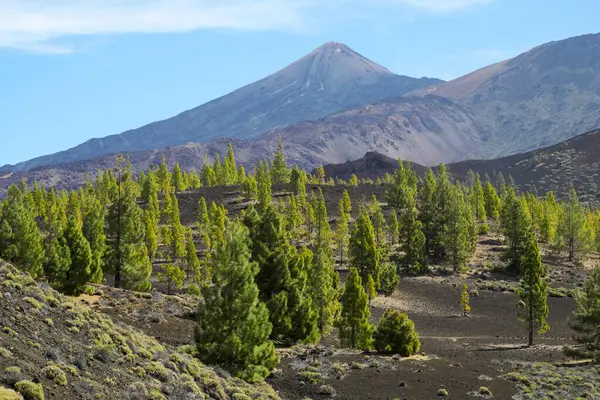 Pinos Canarios Pinus Canariensis Frente Volcán Teide Parque Nacional Del — Foto de Stock